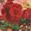 Brice Brown, Rosebud 2, 6, 5 and 11 2012