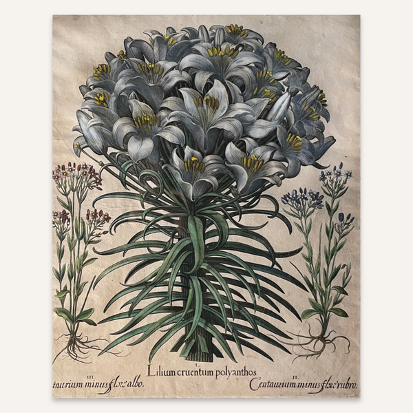 Basilius Besler, c. 1613 Lilium in Full Bloom in Blue