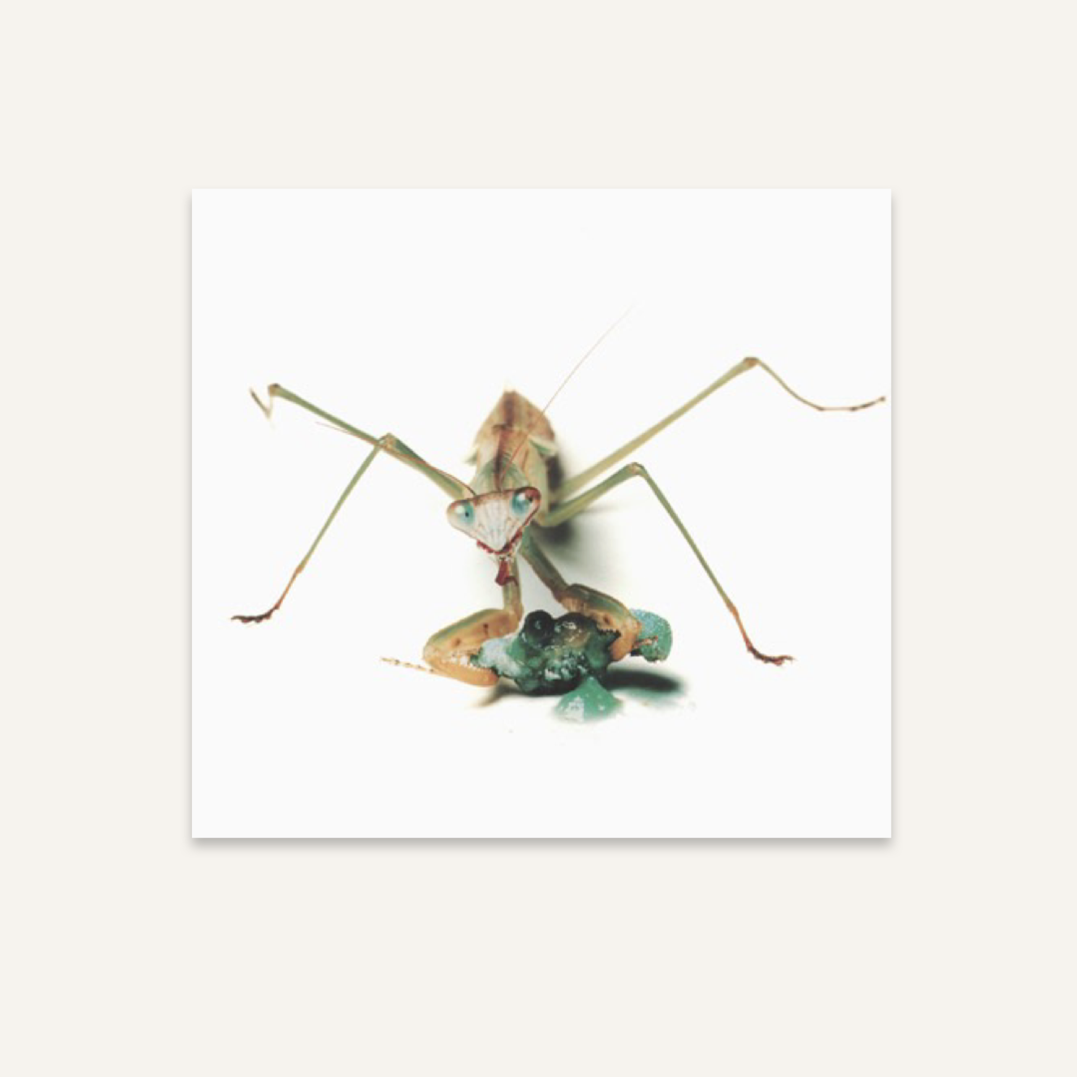 Catherine Chalmers, Praying Mantis Eating a Caterpillar