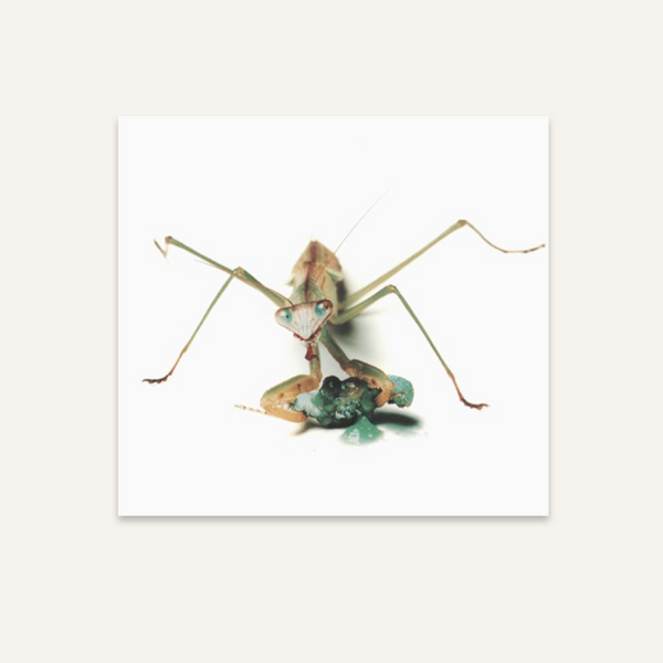 Catherine Chalmers, Praying Mantis Eating a Caterpillar