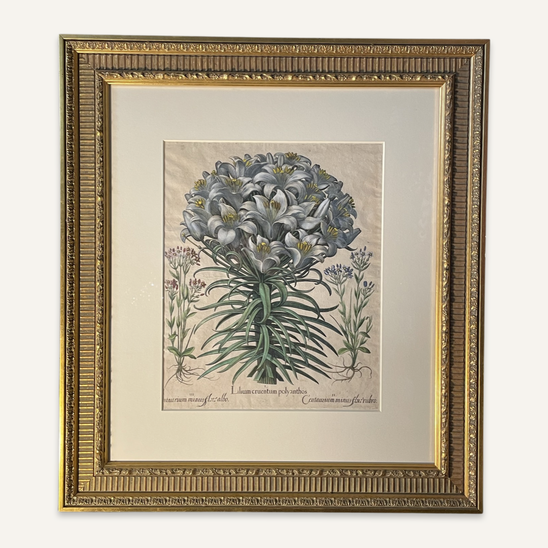 Basilius Besler, c. 1613 Lilium in Full Bloom in Blue
