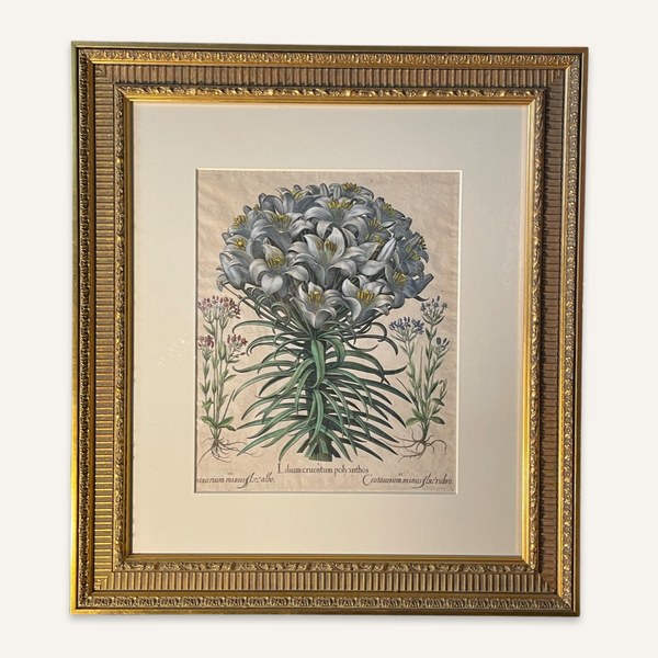 Basilius Besler, c. 1613 Lilium in Full Bloom in Blue
