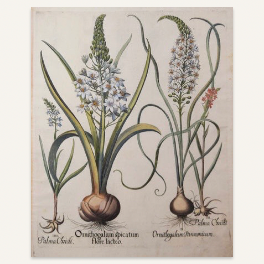 Basilius Besler, Ornithogalum Spicatum