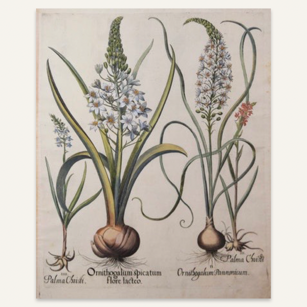 Basilius Besler, Ornithogalum Spicatum